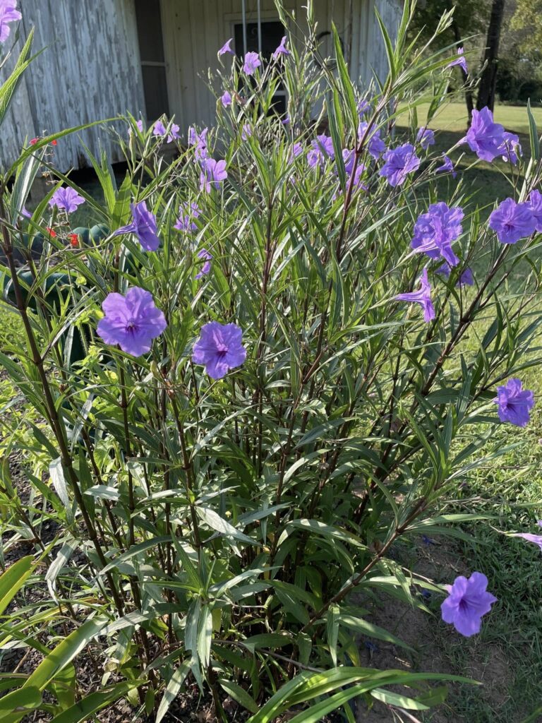 Ruellia (Mexican Petunia)