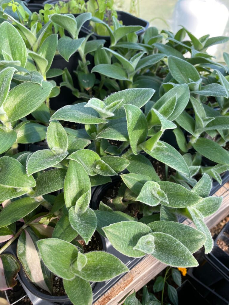 tradescantia sillamontana