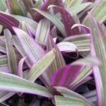 rhoeo discolor tri-color