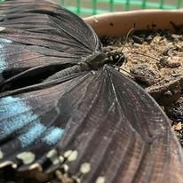 Swallowtail Butterfly