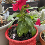 Vinca