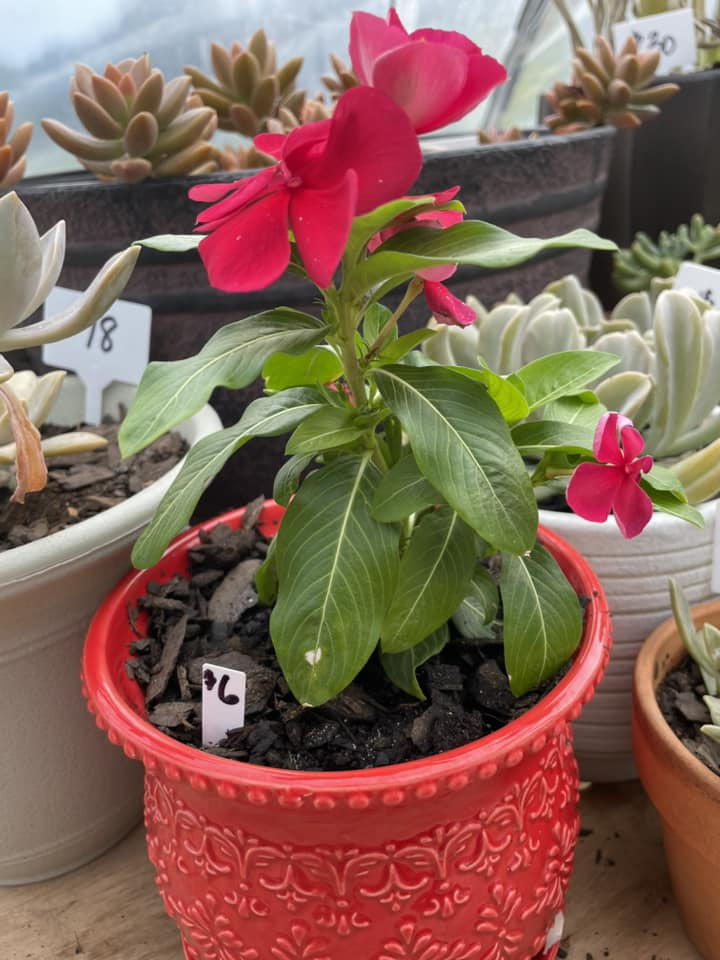 Vinca