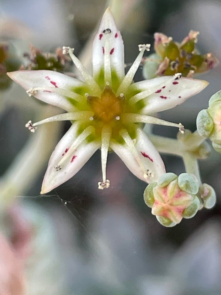 Graptopetalum Flower