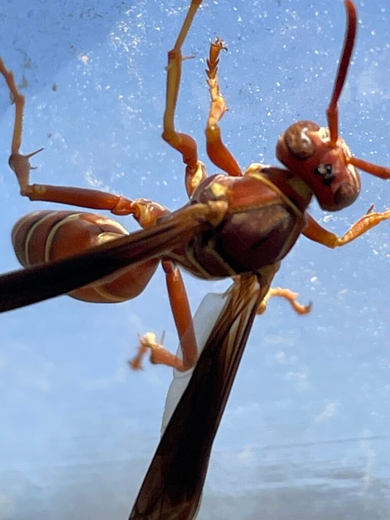 Red Wasp