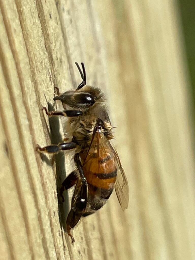 Honeybee