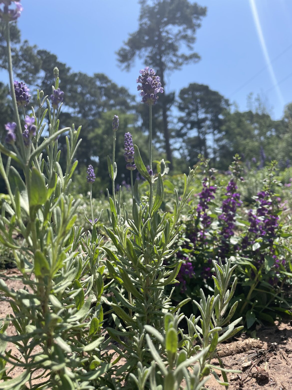 Lavender