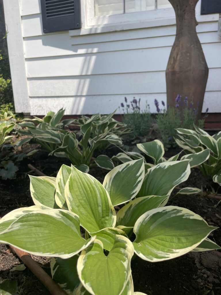 Hosta in a flowerbed