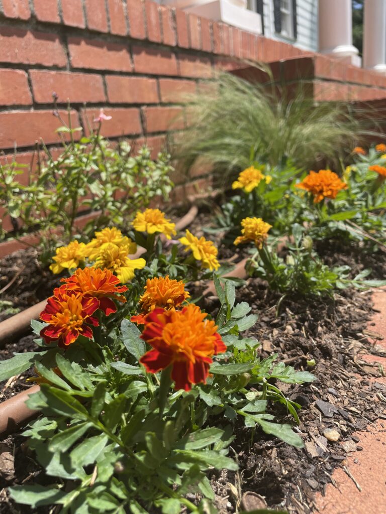 Marigolds in a flowerbed