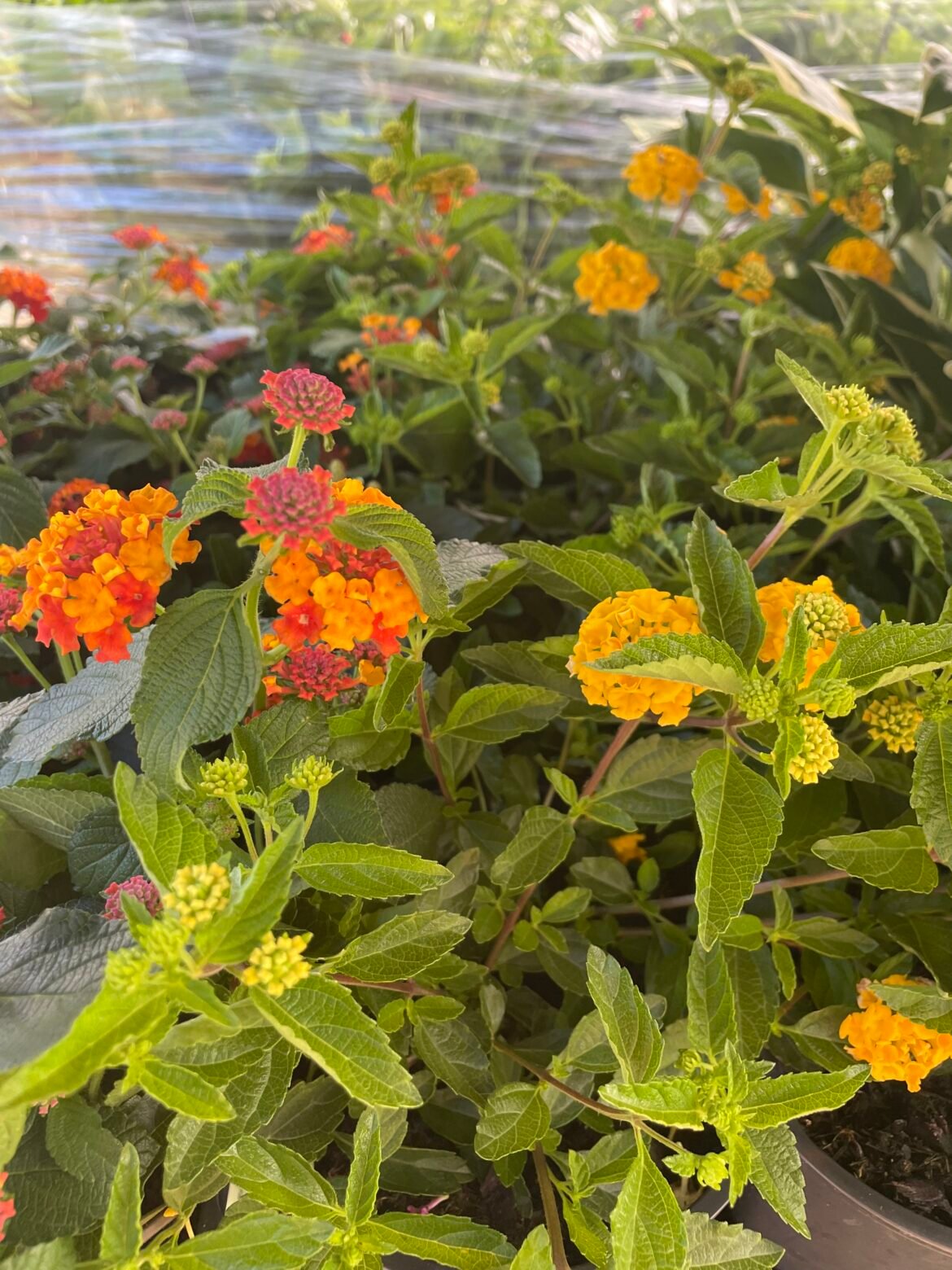 Lantana