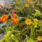 Lantana