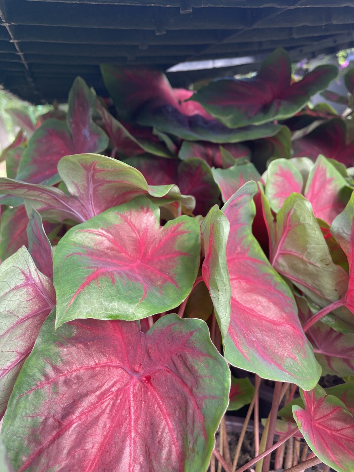 Caladium Frieda Hemple