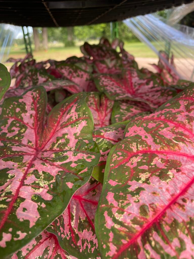 Caladium Carolyn Whorton