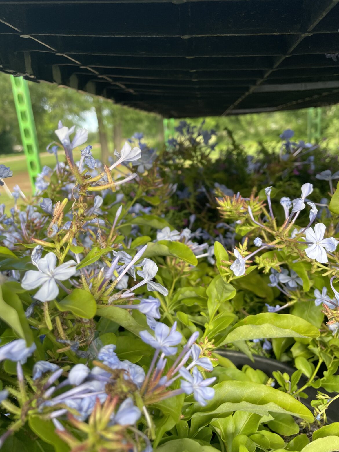 Blue Plumbago