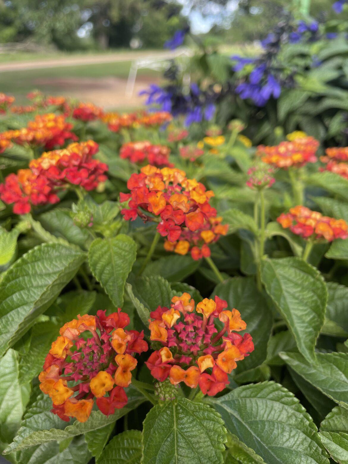 Lantana Hot Blooded Red
