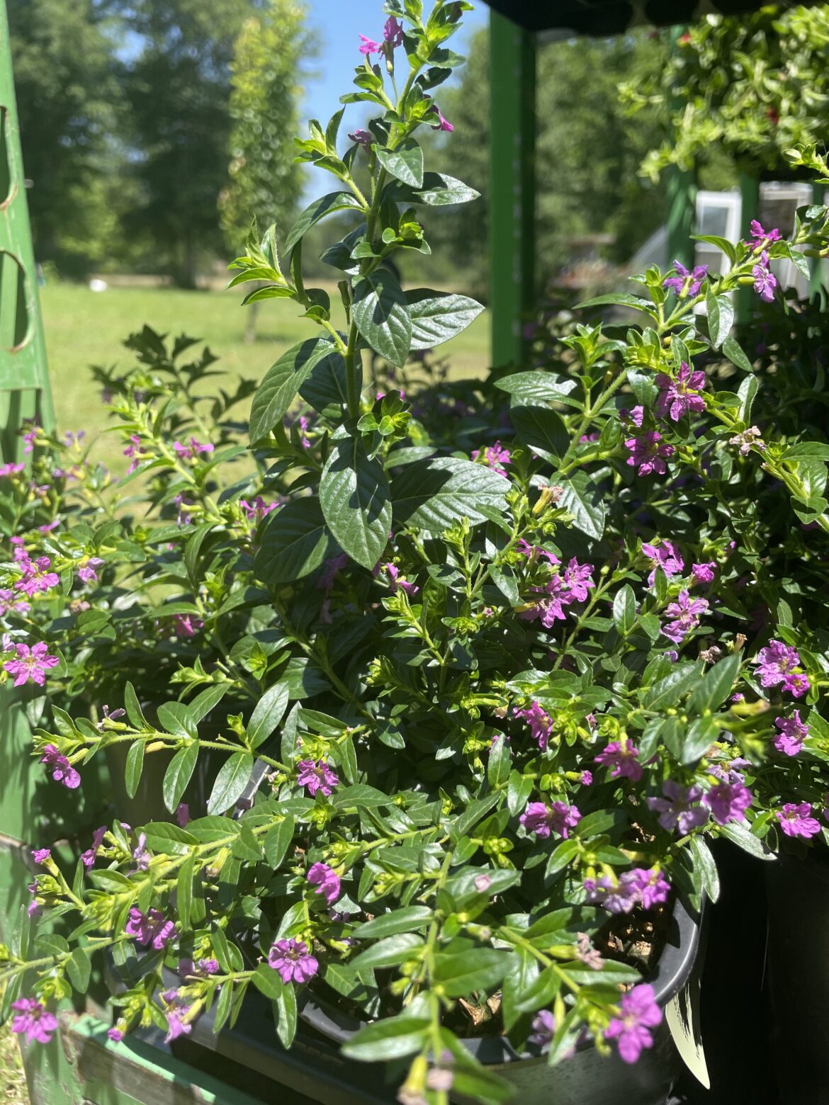 Mexican Heather, Mexican False Lavender, Cuphea hyssopifolia