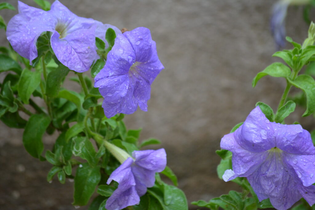 Petunia integrifolia