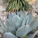 Agave