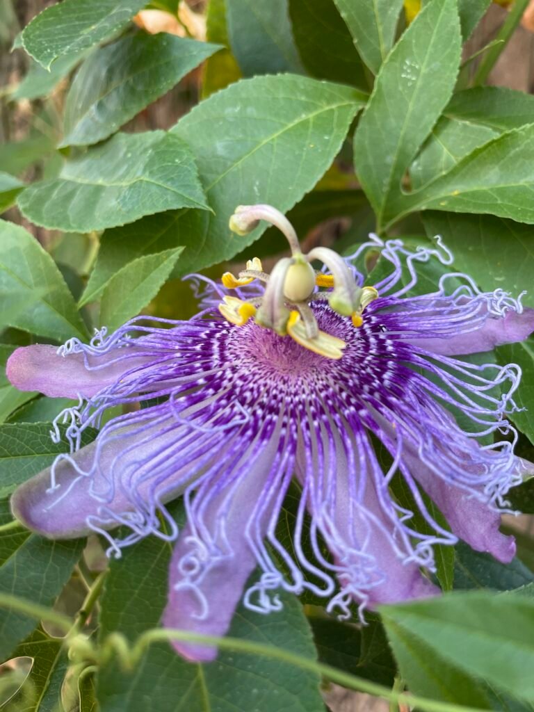 Maypop (Passion vine)