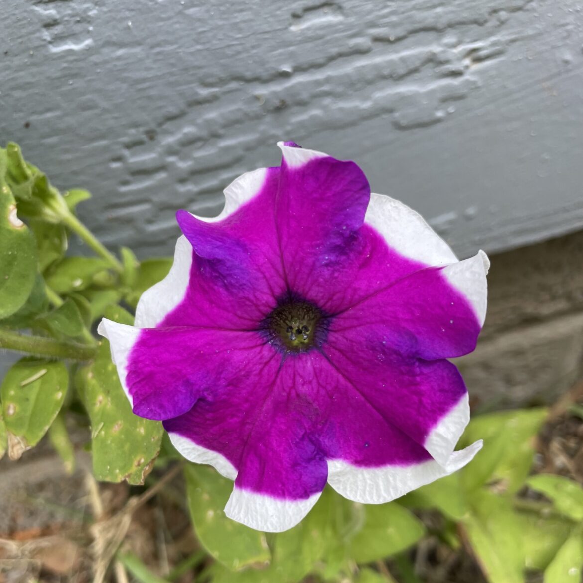 Purple petunia