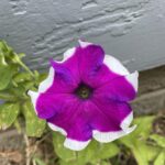 Purple petunia
