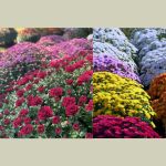 Chrysanthemums