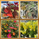 Fall Plants
