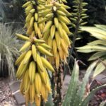 Aloe 'Lode's Yellow'