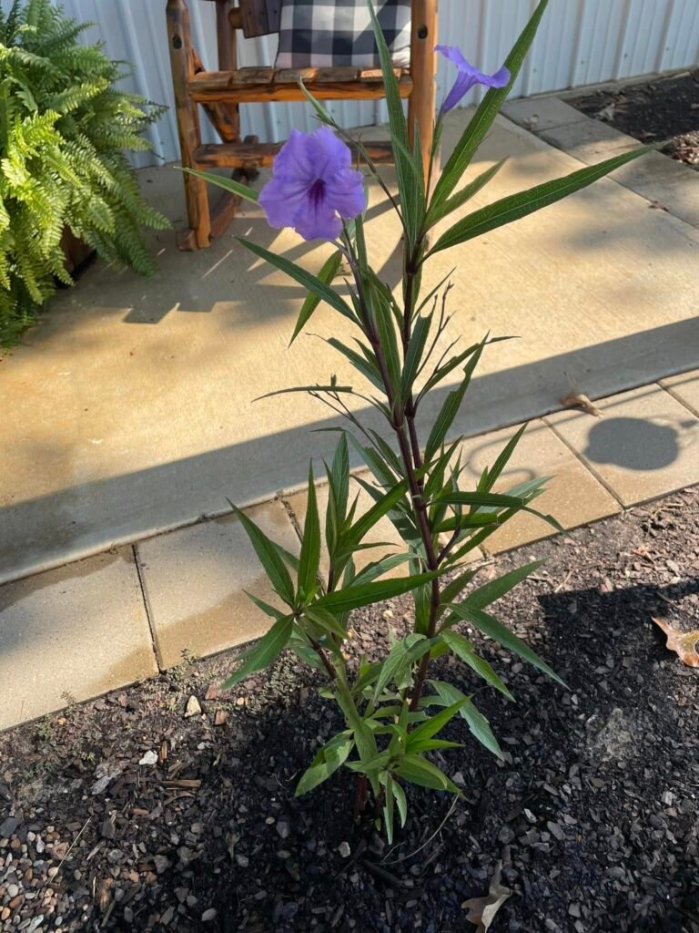 Purple Mexican Petunia