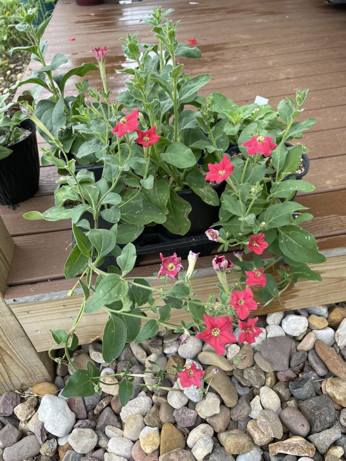 Petunia exserta