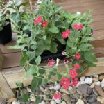 Petunia exserta