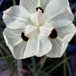 Dietes