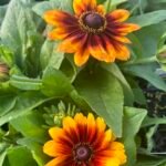 Rudbeckia