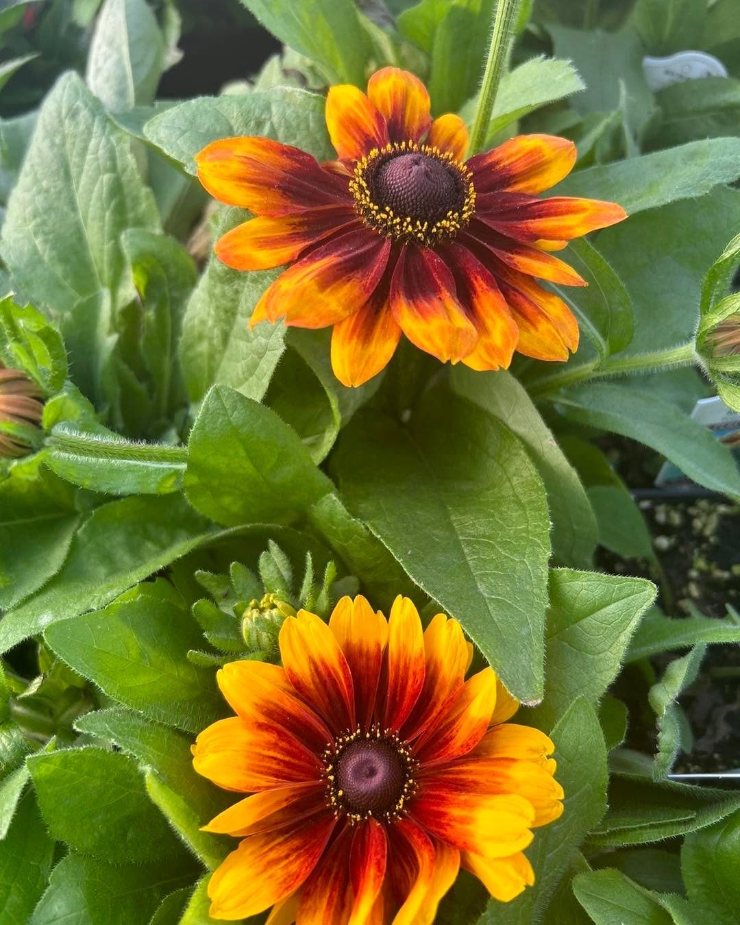 Rudbeckia