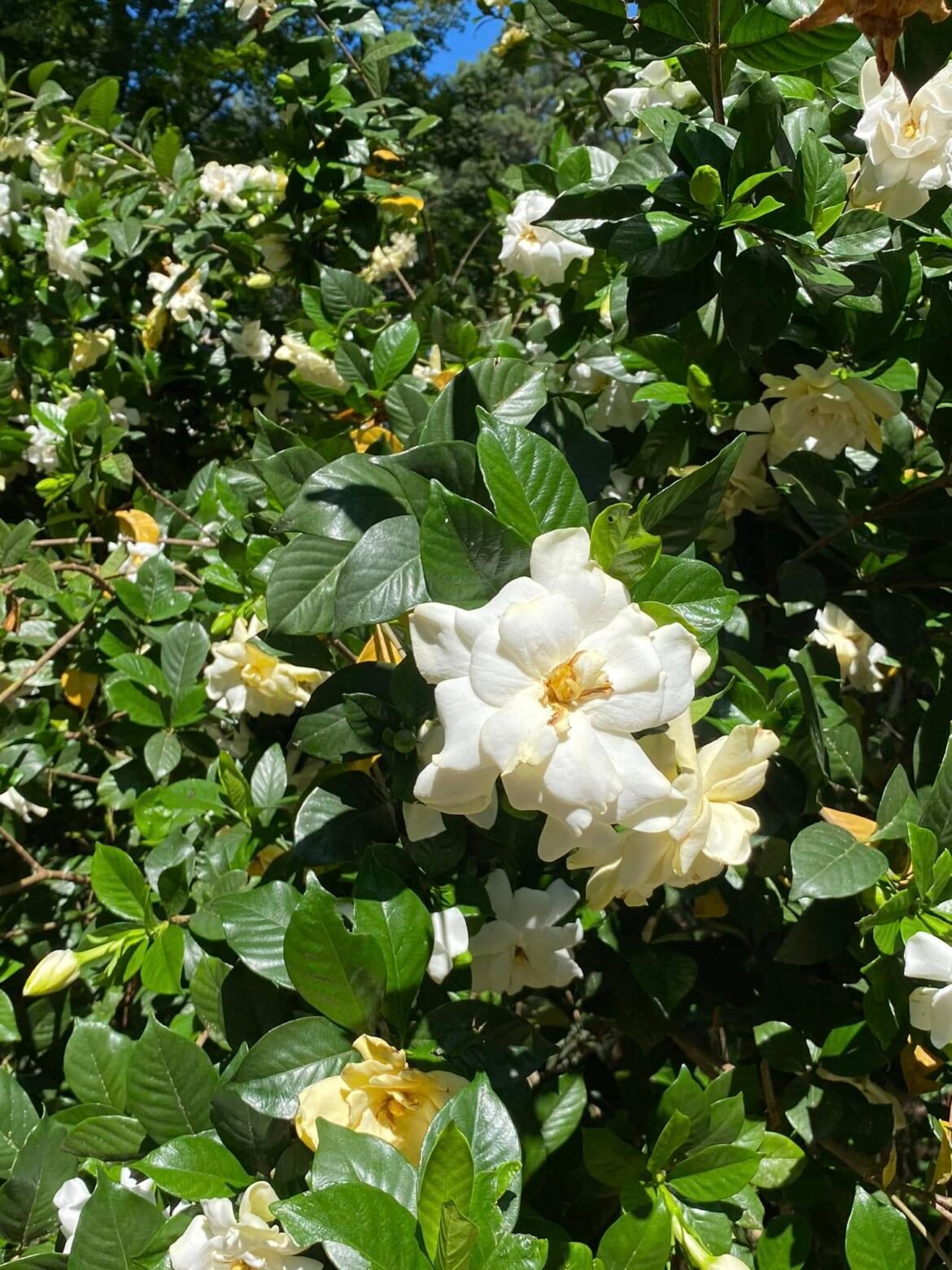 Gardenia