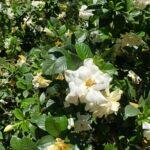 Gardenia