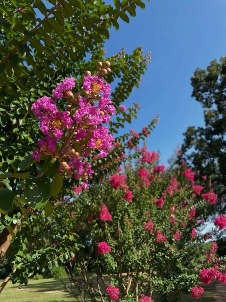 Crepe Myrtle