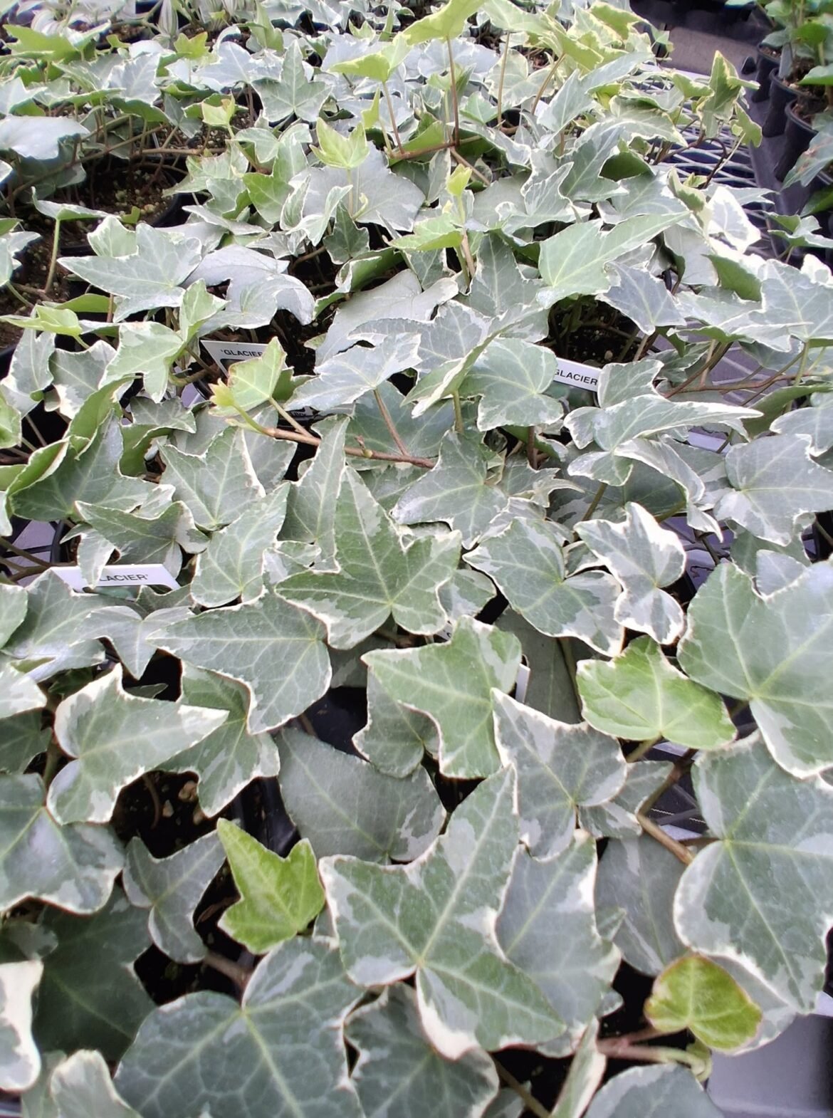 English Ivy