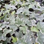 English Ivy
