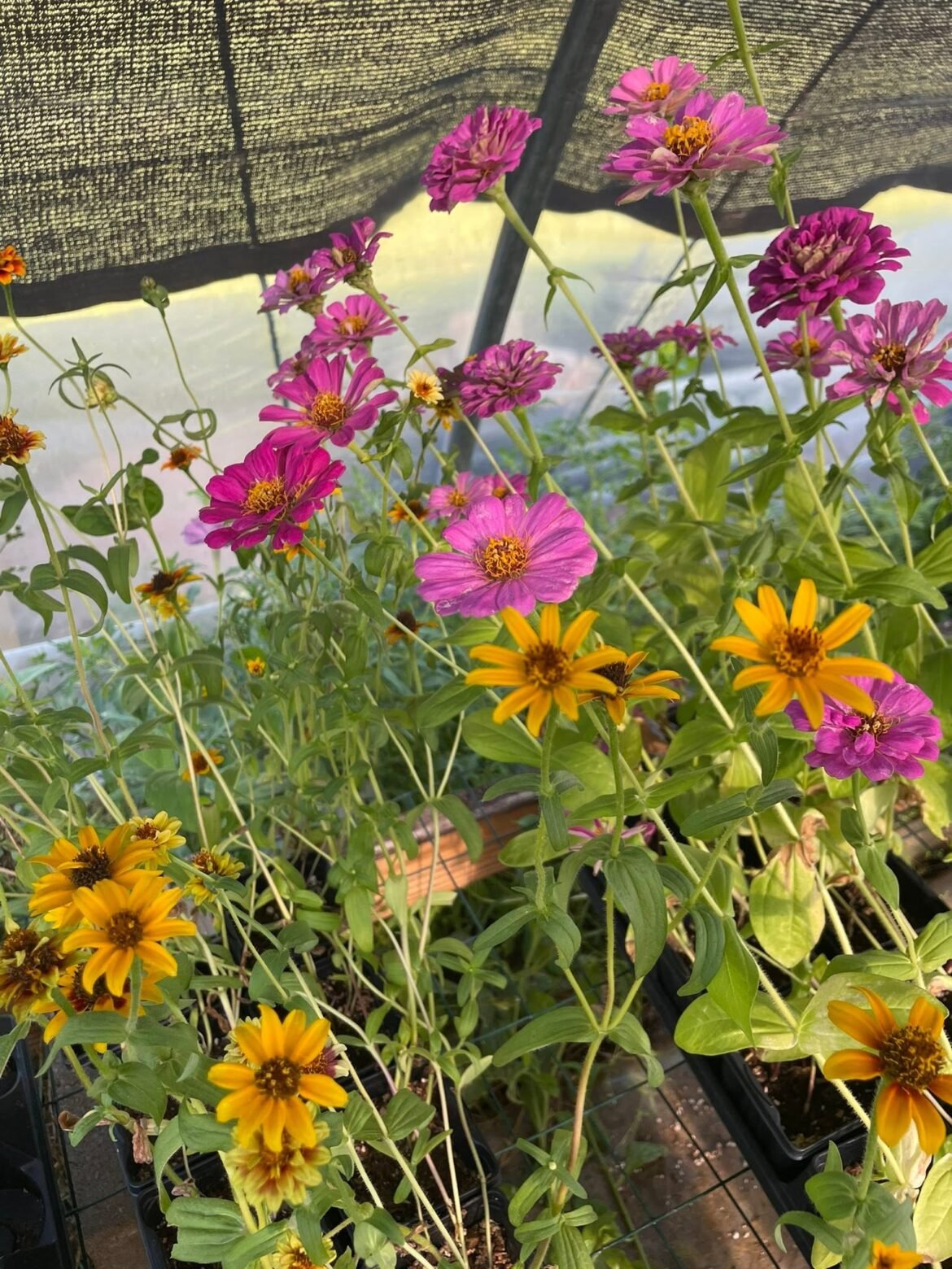 Zinnia