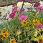 Zinnia