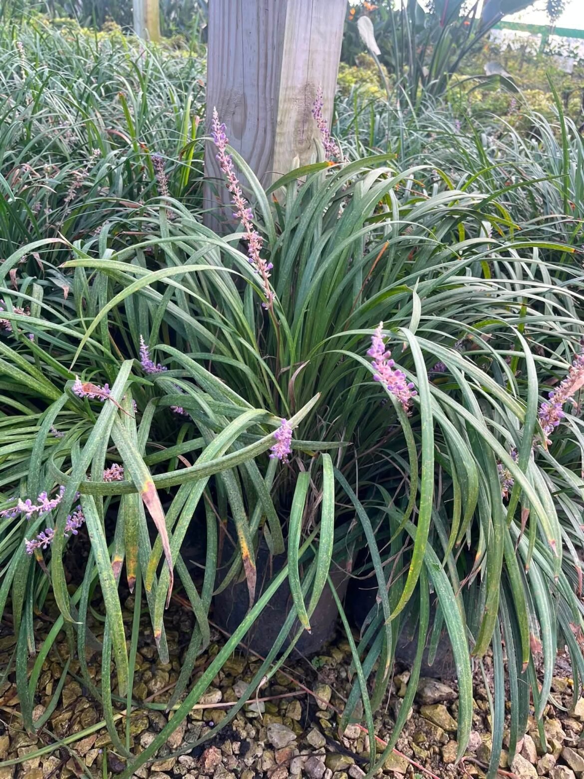Liriope
