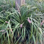 Liriope