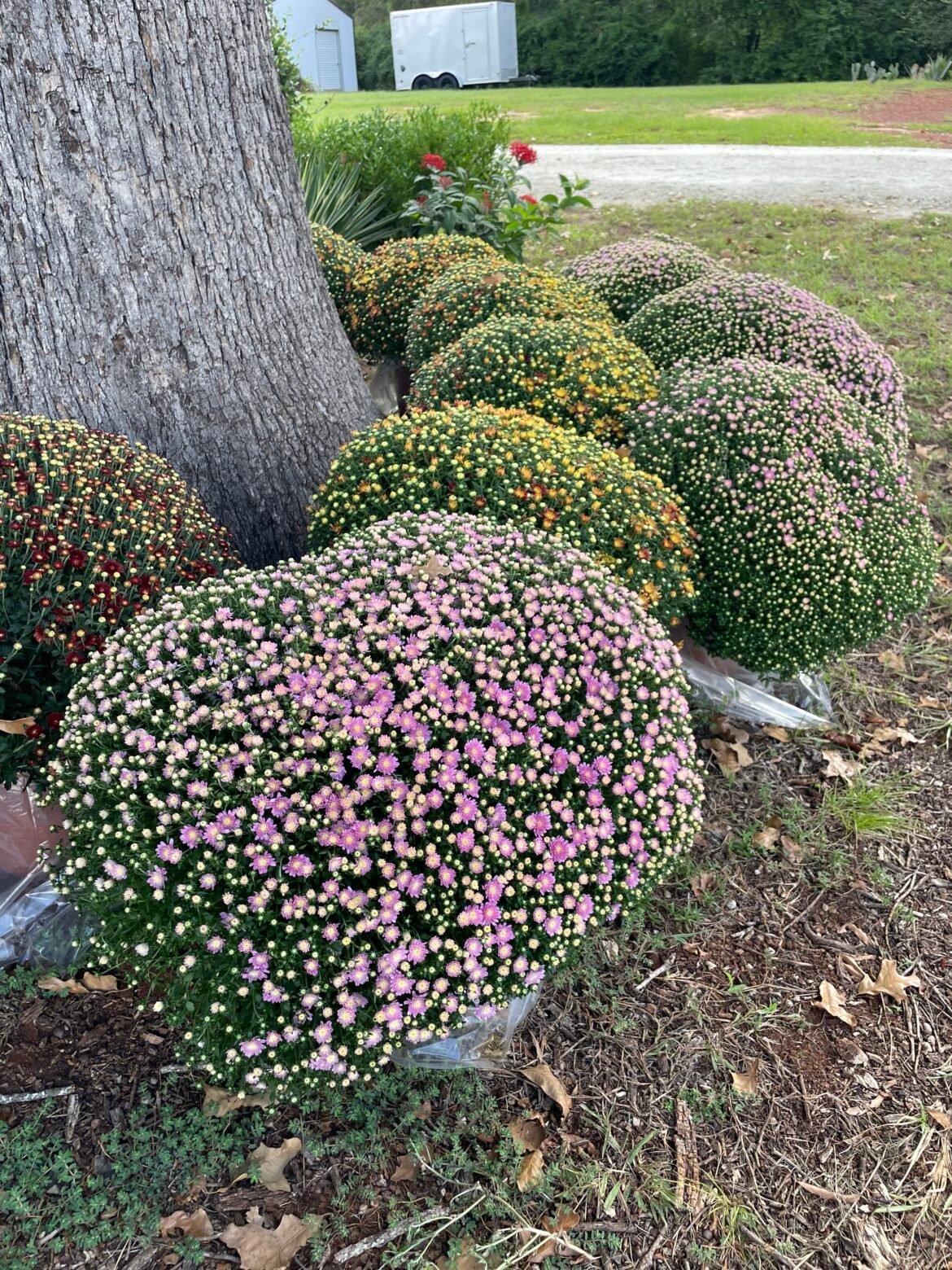 Chrysanthemum