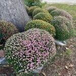 Chrysanthemum